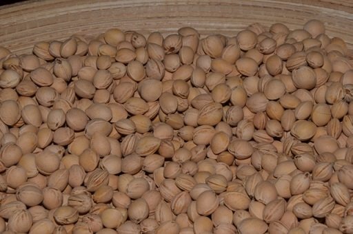 TERMOFOR Z PESTEK WIŚNI MEDYCZNY NA BÓL BAWEŁNA 100% MIŚ W LESIE